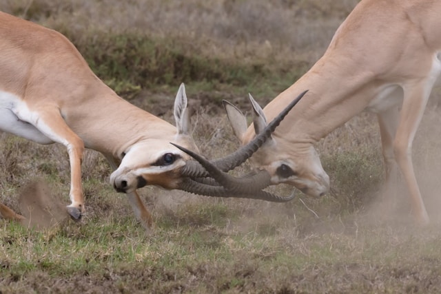 Stags fighting debating